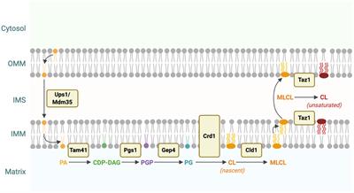 Studying Lipid-Related Pathophysiology Using the Yeast Model